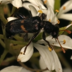 Eleale pulchra (Clerid beetle) at Ainslie, ACT - 6 Jan 2024 by jb2602