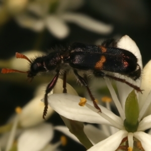 Eleale pulchra at Mount Ainslie - 6 Jan 2024