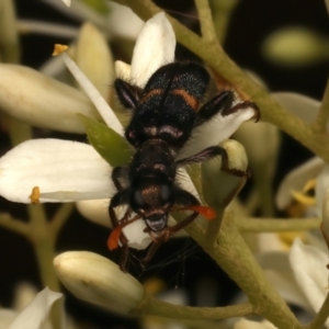 Eleale pulchra at Mount Ainslie - 6 Jan 2024