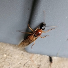 Camponotus consobrinus (Banded sugar ant) at QPRC LGA - 7 Jan 2024 by MatthewFrawley