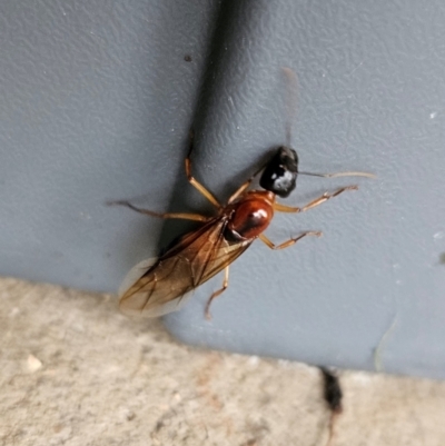 Camponotus consobrinus (Banded sugar ant) at QPRC LGA - 7 Jan 2024 by MatthewFrawley