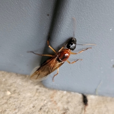 Unidentified Insect at QPRC LGA - 7 Jan 2024 by MatthewFrawley