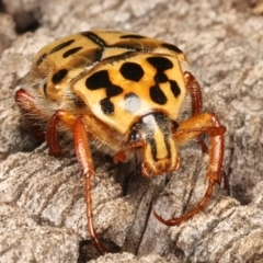 Neorrhina punctatum (Spotted flower chafer) at Mount Ainslie - 6 Jan 2024 by jb2602