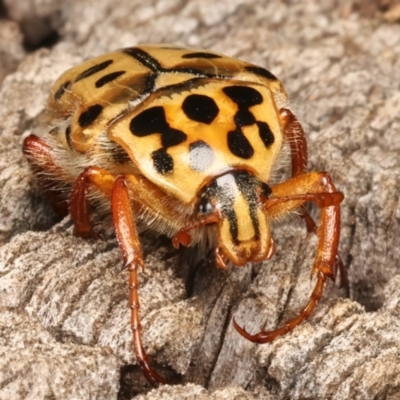 Neorrhina punctata (Spotted flower chafer) at Mount Ainslie - 6 Jan 2024 by jb2602