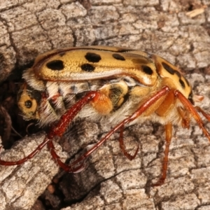 Neorrhina punctata at Mount Ainslie - 6 Jan 2024