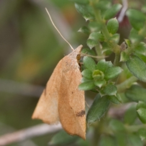 Tortricopsis uncinella at Namadgi National Park - 5 Jan 2024