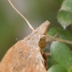 Tortricopsis uncinella at Namadgi National Park - 5 Jan 2024