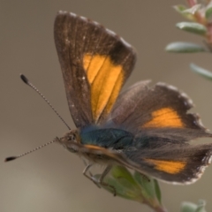 Paralucia aurifera (Bright Copper) at Tennent, ACT - 5 Jan 2024 by patrickcox