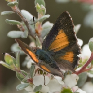 Paralucia aurifera at Namadgi National Park - 5 Jan 2024