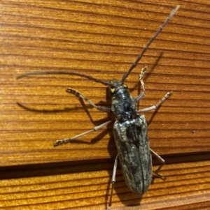 Pachydissus sp. (genus) at Wanniassa, ACT - 7 Jan 2024