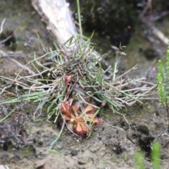 Unverified Orchid at Nadgee Nature Reserve - 21 Dec 2023 by JimL