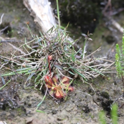 Unverified Orchid at Nadgee Nature Reserve - 21 Dec 2023 by JimL
