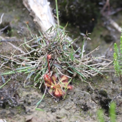 Unidentified Orchid at Nadgee Nature Reserve - 21 Dec 2023 by JimL