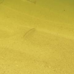 Unverified Native Fish at Ben Boyd National Park - 19 Dec 2023 by JimL