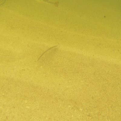 Unverified Native Fish at Ben Boyd National Park - 19 Dec 2023 by JimL