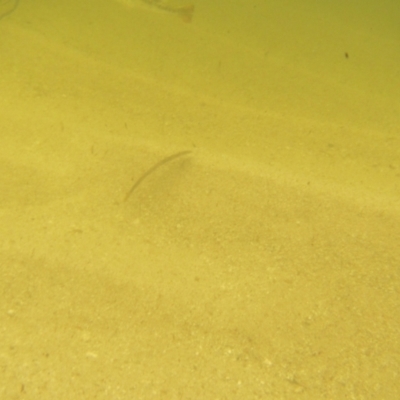 Unidentified Native Fish at Ben Boyd National Park - 19 Dec 2023 by JimL