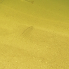 Unidentified Native Fish at Ben Boyd National Park - 18 Dec 2023 by JimL
