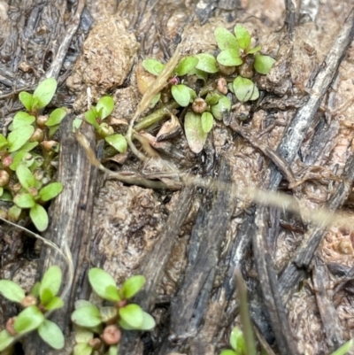 Elatine gratioloides (Waterwort) at Cavan, NSW - 7 Jan 2024 by JaneR