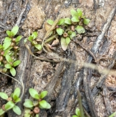 Elatine gratioloides (Waterwort) at Cavan, NSW - 7 Jan 2024 by JaneR