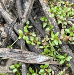 Elatine gratioloides at Cavan, NSW - 7 Jan 2024