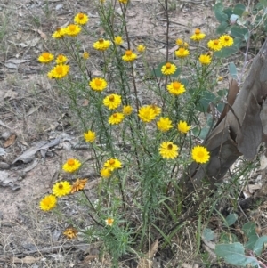 Xerochrysum viscosum at Cavan, NSW - 7 Jan 2024