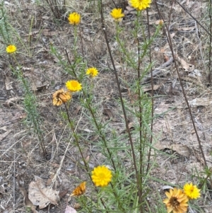 Xerochrysum viscosum at Cavan, NSW - 7 Jan 2024