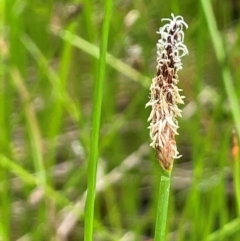 Eleocharis acuta (Common Spike-rush) at Cavan, NSW - 7 Jan 2024 by JaneR