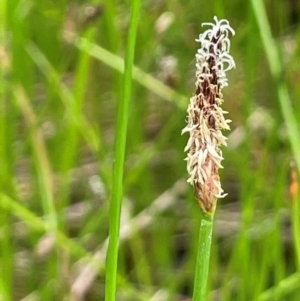 Eleocharis acuta at Cavan, NSW - 7 Jan 2024 03:24 PM