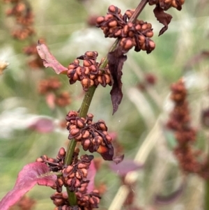 Rumex conglomeratus at Cavan, NSW - 7 Jan 2024