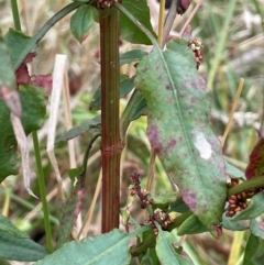 Rumex conglomeratus at Cavan, NSW - 7 Jan 2024