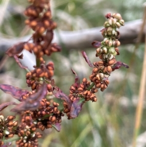 Rumex conglomeratus at Cavan, NSW - 7 Jan 2024