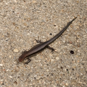 Lampropholis guichenoti at QPRC LGA - 7 Jan 2024