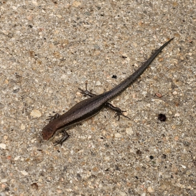 Lampropholis guichenoti (Common Garden Skink) at Captains Flat, NSW - 7 Jan 2024 by Csteele4