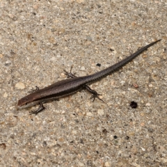 Lampropholis guichenoti at QPRC LGA - 7 Jan 2024