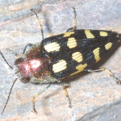 Astraeus (Astraeus) samouelli (A Jewel Beetle) at Uriarra Village, ACT - 8 Jan 2024 by Harrisi