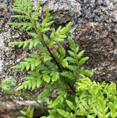 Cheilanthes austrotenuifolia (Rock Fern) at Cavan, NSW - 17 Aug 2023 by JaneR