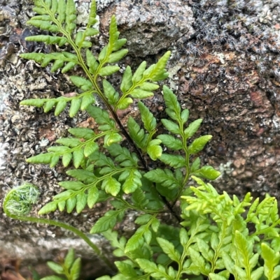 Cheilanthes austrotenuifolia (Rock Fern) at Cavan, NSW - 17 Aug 2023 by JaneR