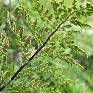 Cheilanthes austrotenuifolia at Cavan, NSW - 17 Aug 2023