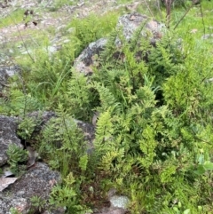 Cheilanthes austrotenuifolia at Cavan, NSW - 17 Aug 2023