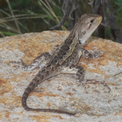 Amphibolurus muricatus (Jacky Lizard) at Lower Cotter Catchment - 7 Jan 2024 by Harrisi