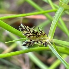 Cyperus sanguinolentus (A Sedge) at Cavan, NSW - 7 Jan 2024 by JaneR