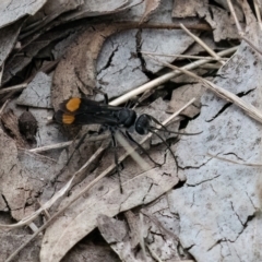 Calopompilus sp. (genus) (Spider wasp) at Cantor Crescent Woodland, Higgins - 7 Jan 2024 by Untidy