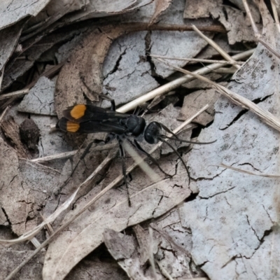 Calopompilus sp. (genus) (Spider wasp) at Cantor Crescent Woodland - 7 Jan 2024 by Untidy