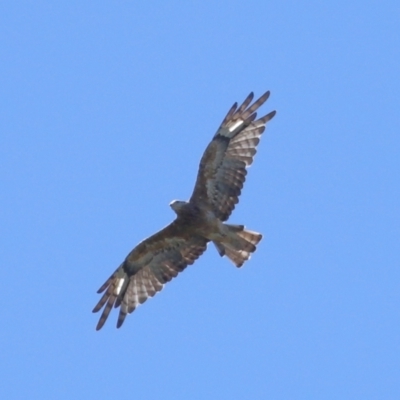 Lophoictinia isura (Square-tailed Kite) at Capalaba, QLD - 27 Dec 2023 by TimL