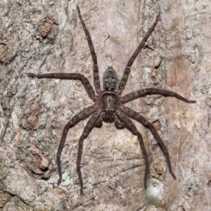 Heteropoda jugulans at Capalaba, QLD - 28 Dec 2023