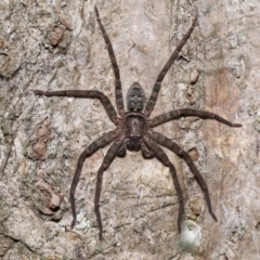 Unidentified Wolf spider (Lycosidae) at Capalaba, QLD - 27 Dec 2023 by TimL