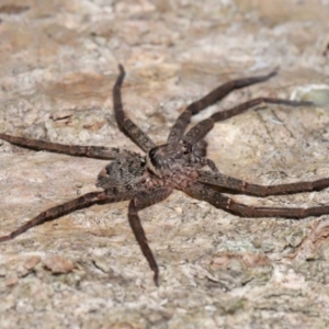 Heteropoda jugulans at Capalaba, QLD - 28 Dec 2023