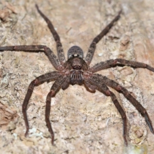 Heteropoda jugulans at Capalaba, QLD - 28 Dec 2023