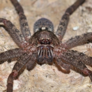 Heteropoda jugulans at Capalaba, QLD - 28 Dec 2023