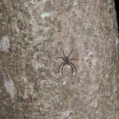 Heteropoda jugulans at Capalaba, QLD - 28 Dec 2023